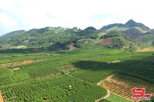 Sơn La phát triển nông nghiệp xanh, tuần hoàn