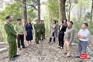 Kiểm tra công tác quản lý, bảo vệ rừng và PCCCR năm 2024 tại huyện Bắc Yên