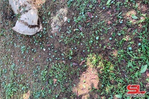 Mưa đá làm thiệt hại trên 80 ha mận hậu tại Yên Châu