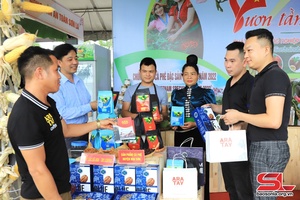 'Sơn La có 6 mẫu cà phê tham dự Cuộc thi cà phê đặc sản Việt Nam 