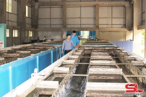 Nhiều hoạt động hưởng ứng Tuần lễ quốc gia nước sạch và vệ sinh môi trường 