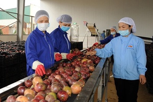 'Nâng cấp “con đường” xuất khẩu nông sản sang Trung Quốc
