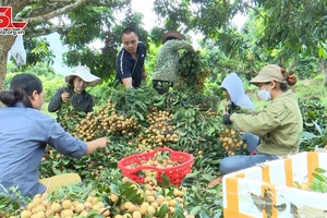 Mùa nhãn sớm ở Sông Mã