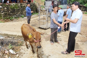 Hỗ trợ bê giống cho 74 hộ gia đình dân tộc La Ha