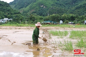 Nỗ lực khắc phục diện tích lúa mùa sau mưa lũ