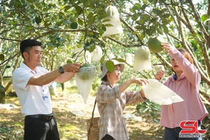 Tập trung chăm sóc cây ăn quả trước vụ thu hoạch