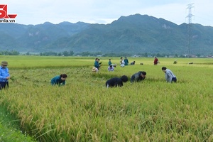 Phù Yên thu hoạch lúa mùa
