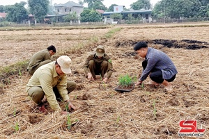 'Hướng dẫn nhân dân trồng ngô sinh khối