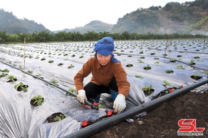 Mai Sơn mở rộng diện tích trồng dâu tây 