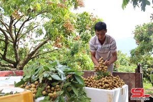 'Vùng nhãn công nghệ cao ở Yên Châu