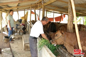 'Động lực thúc đẩy chăn nuôi bền vững