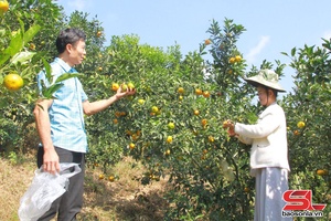 'Trái ngọt trên vùng đất khó