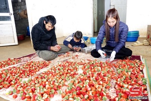 'Khởi sắc nông nghiệp Mai Sơn