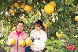 'Đột phá trong sản xuất nông nghiệp Sông Mã