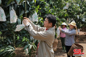 'Vùng xoài ứng dụng công nghệ cao Yên Châu