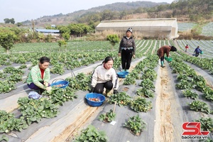 'Mai Sơn vào vụ thu hoạch dâu tây