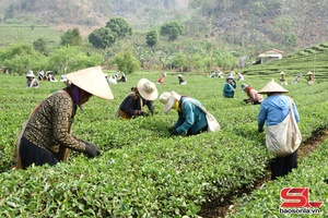 'Thuận Châu phát triển kinh tế tập thể