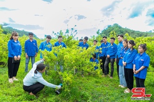 'Thanh niên phố núi khởi nghiệp sáng tạo