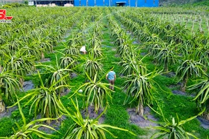 Hành trình phát triển cây ăn quả trên đất dốc ở Sơn La