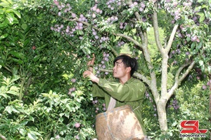 'Ngày hội hái mận xã Phiêng Khoài sẽ diễn ra vào ngày 23/5
