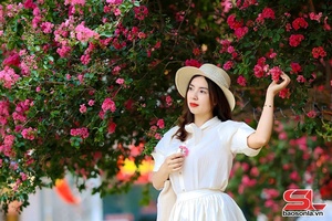 Rực rỡ mùa hoa tường vi