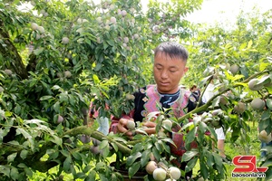 'Náo nức Ngày hội hái quả trên cao nguyên