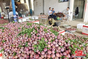 'Sớm có giải pháp trong tiêu thụ mận hậu Mộc Châu