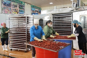 'Chế biến mận sấy dẻo, giảm áp lực tiêu thụ quả tươi