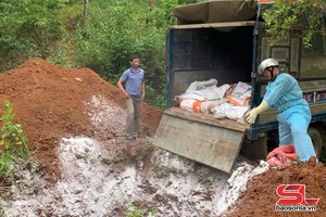 'Xuất hiện bệnh dịch tả lợn châu Phi ở thành phố Sơn La