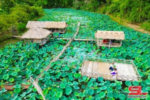 'Đầm sen khoe sắc giữa núi rừng