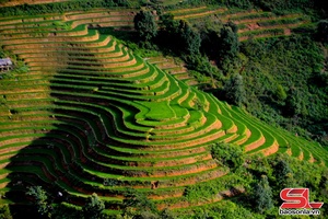 'Sắc màu ruộng bậc thang vùng cao Bắc Yên