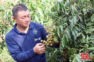 'Giám đốc HTX năng động