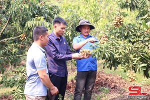 Tuổi trẻ tích cực phát triển kinh tế
