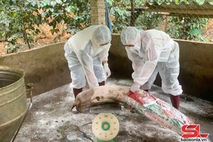 'Ngăn chặn dịch tả lợn Châu Phi lây lan