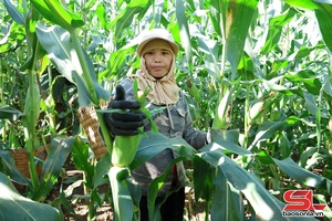 'Mùa ngô ngọt Chiềng Sung