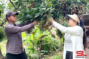  Nậm Ty vào vụ thu hoạch nhãn