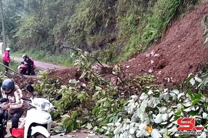 'Quỳnh Nhai nhiều diện tích lúa bị ngập úng