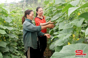 'Sản xuất rau màu trong mùa mưa lũ