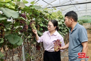 'Ứng dụng IPHM - phát triển nông nghiệp bền vững