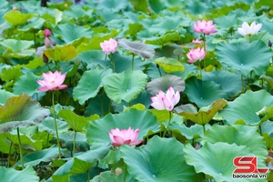 'Độc đáo Hồ sen Hua Nhàn