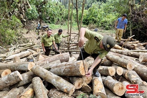 'Cần xử lý nghiêm việc phá rừng phòng hộ trái phép: Phải có biện pháp đồng bộ, quyết liệt