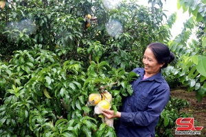 'Muổi Nọi chuyển đổi cây trồng trên đất dốc