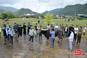 'Thi “Hoàng tử trâu” ở Ngọc Chiến