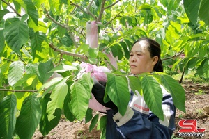 Bám sát cơ sở, cùng nông dân sản xuất