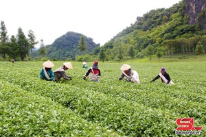'Chuyển đổi tư duy chăm sóc chè sang phương pháp hữu cơ
