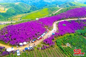 Hoa mua Vân Hồ níu chân du khách