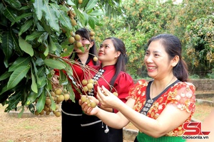 Đưa các giống nhãn chất lượng cao vào sản xuất