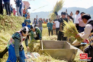 'Sôi động thi gặt lúa trên ruộng bậc thang