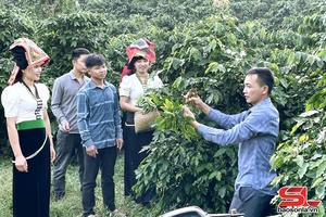 'Cà phê Arabica - Cây trồng chủ lực của Sơn La
