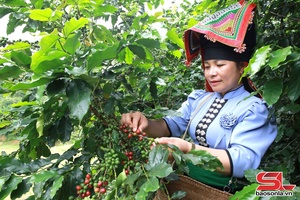 Cà phê Sơn La đầu vụ được giá